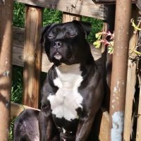 Chien tyson à l adoption