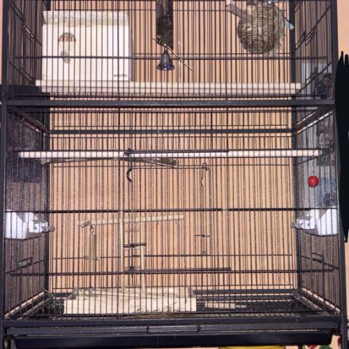 Couple inséparable #2