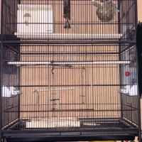 Couple inséparable #2