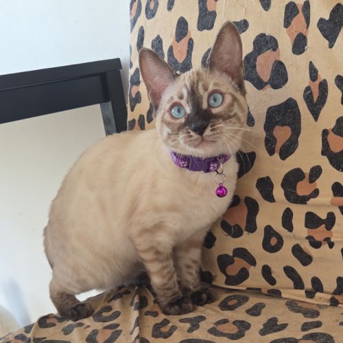 Chaton bengal loof #0