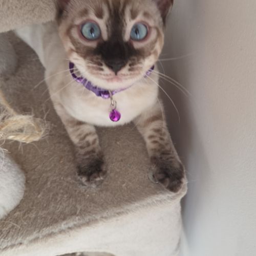 Chaton bengal loof #2