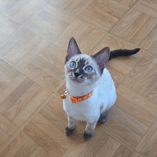 Chaton bengal loof #4