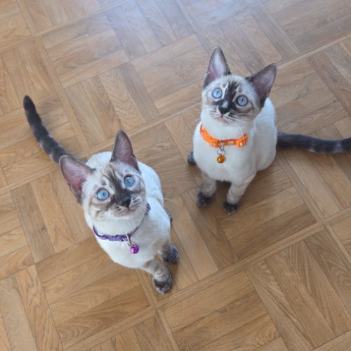 Chaton bengal loof #5