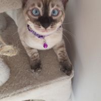 Chaton bengal loof #2