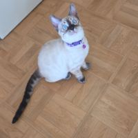 Chaton bengal loof #3