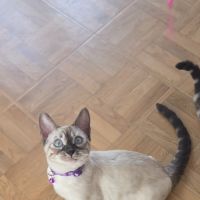 Chaton bengal loof #6