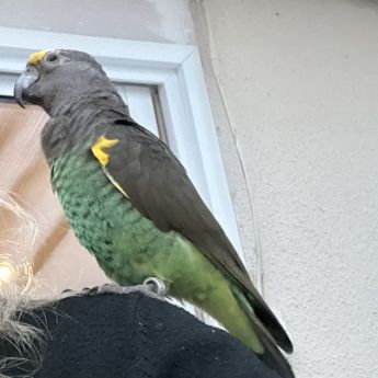 Perroquet de meyer mâle #0