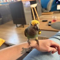 Perroquet de meyer mâle #1