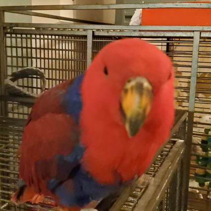 Eclectus femelle 1 an