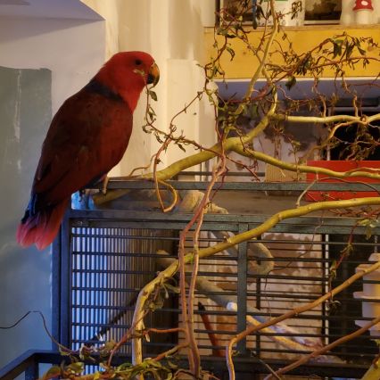 Eclectus femelle 1 an