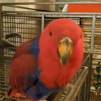 Eclectus femelle 1 an