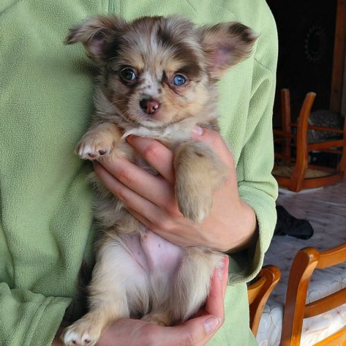 Chihuahua merle mâle