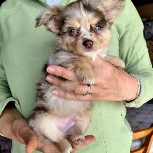 Chihuahua merle mâle #2