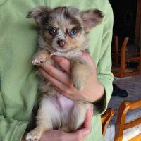 Chihuahua merle mâle