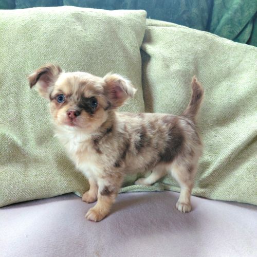 Chiot chihuahua