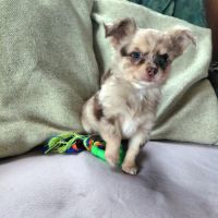 Chiot chihuahua #2
