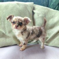 Chiot chihuahua #0