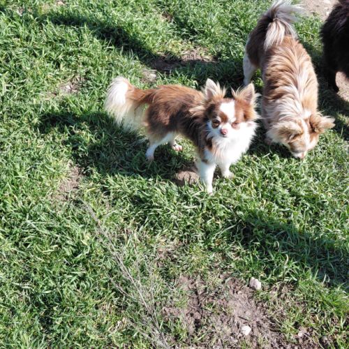 Femelle chihuahua #2