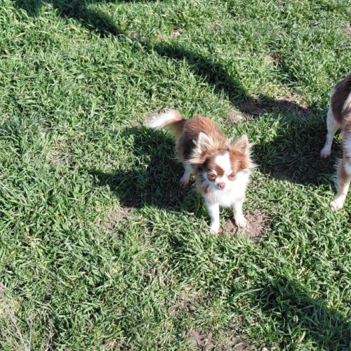 Femelle chihuahua #3