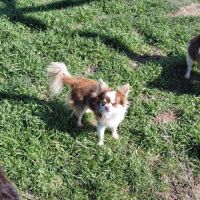 Femelle chihuahua #1