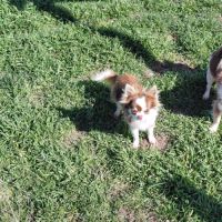 Femelle chihuahua #3