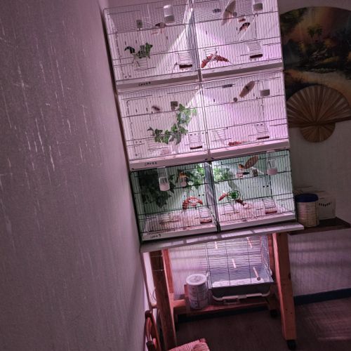 Serinus citrinipectus et serin mozambique #1