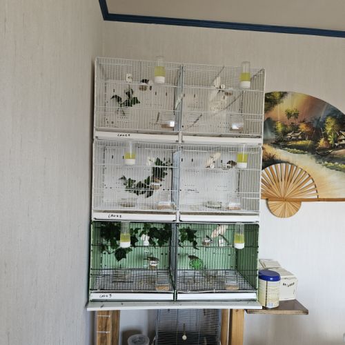 Serinus citrinipectus et serin mozambique #3