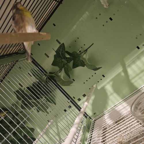 Serinus citrinipectus et serin mozambique #5