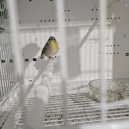 Serinus citrinipectus et serin mozambique #6