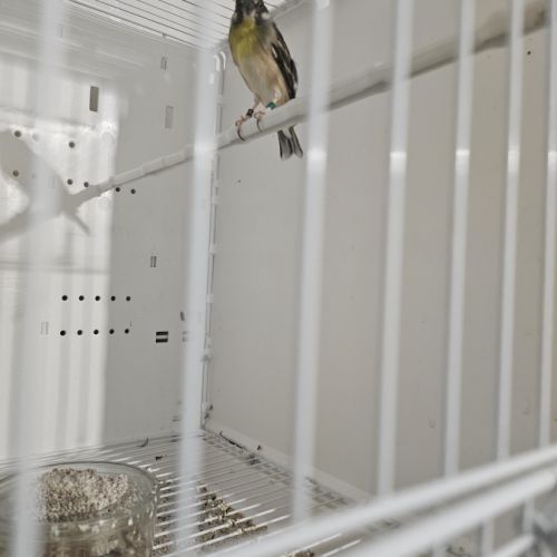 Serinus citrinipectus et serin mozambique