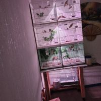 Serinus citrinipectus et serin mozambique #1