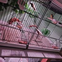 Serinus citrinipectus et serin mozambique #2