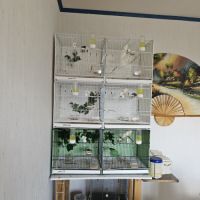 Serinus citrinipectus et serin mozambique #3