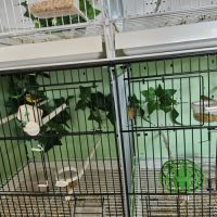 Serinus citrinipectus et serin mozambique #4