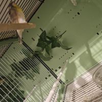 Serinus citrinipectus et serin mozambique #5