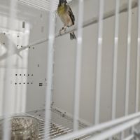 Serinus citrinipectus et serin mozambique #0