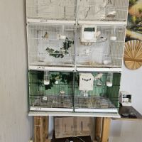 Serinus citrinipectus et serin mozambique #8