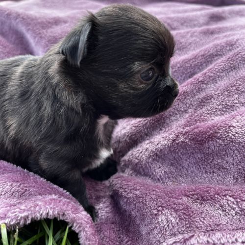 Magnifiques chihuahuas lof #0