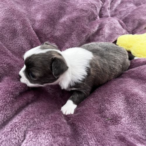 Magnifiques chihuahuas lof #2