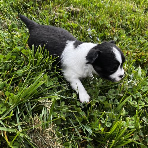 Magnifiques chihuahuas lof #3