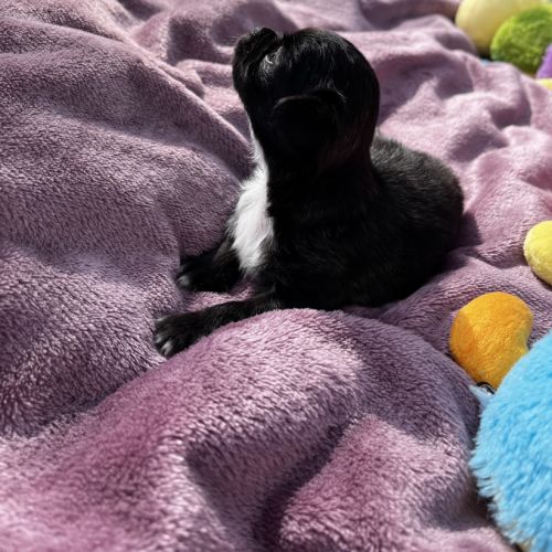 Magnifiques chihuahuas lof #4