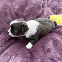 Magnifiques chihuahuas lof #2