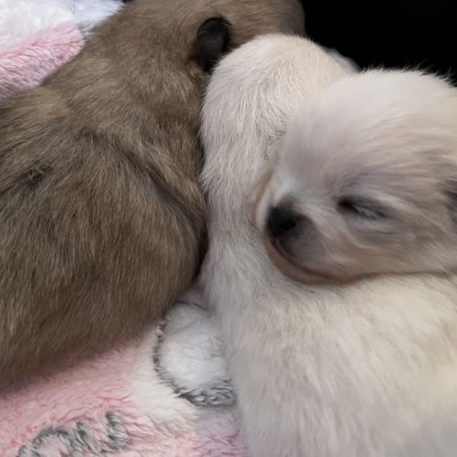 Magnifique spitz pomeranien lof #1