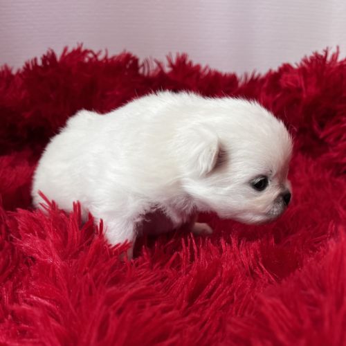 Magnifique spitz pomeranien lof #3