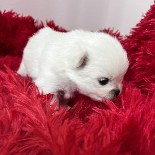 Magnifique spitz pomeranien lof #4