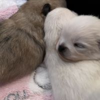 Magnifique spitz pomeranien lof #1