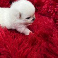 Magnifique spitz pomeranien lof