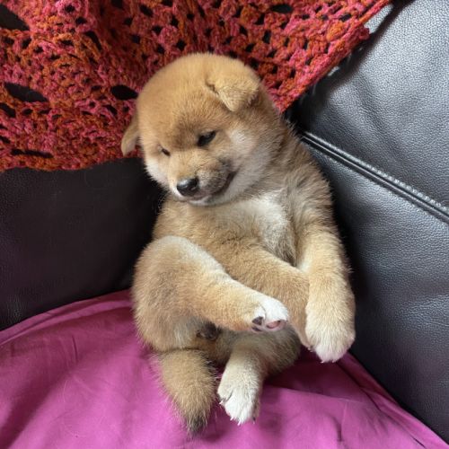 3 magnifiques chiots shiba lof excl origines #1