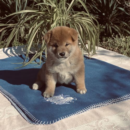 3 magnifiques chiots shiba lof excl origines #4