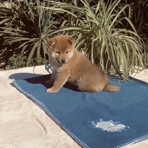 3 magnifiques chiots shiba lof excl origines #6